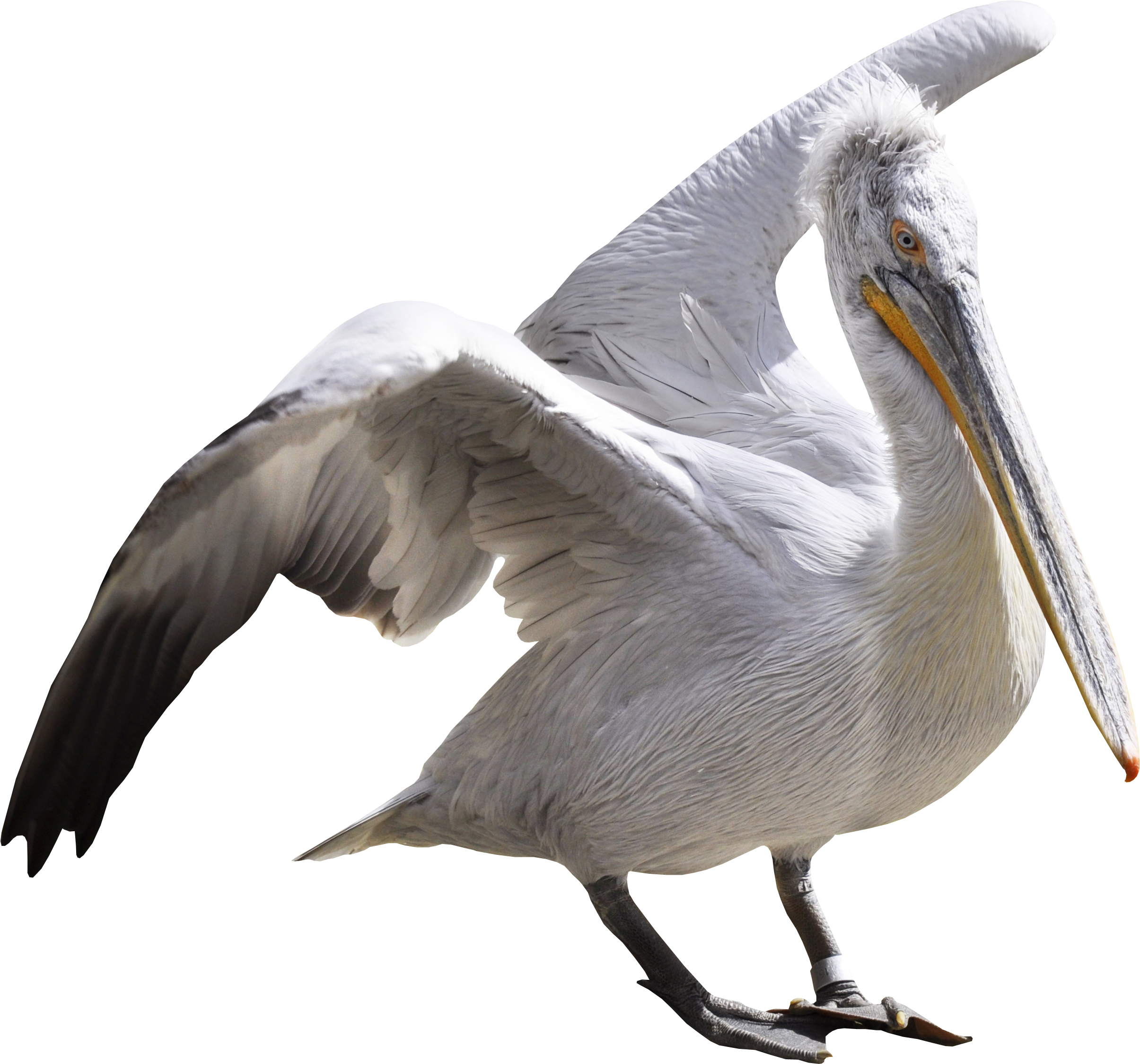 Pelican Png (2410x2249), Png Download