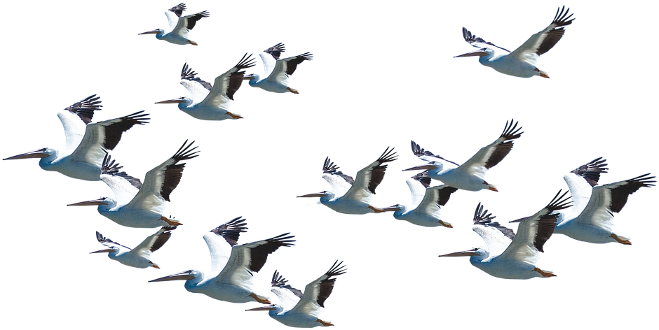 Flying Pelican Png Download Image - Apple (960x539), Png Download