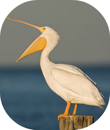 White Pelican 3 - American White Pelican (381x450), Png Download