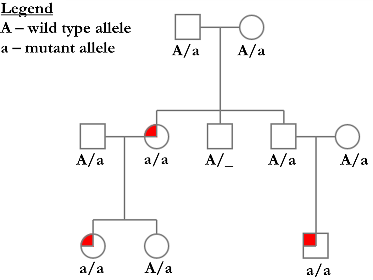 Pedigree Autosomal Recessive - Diagram (1232x941), Png Download
