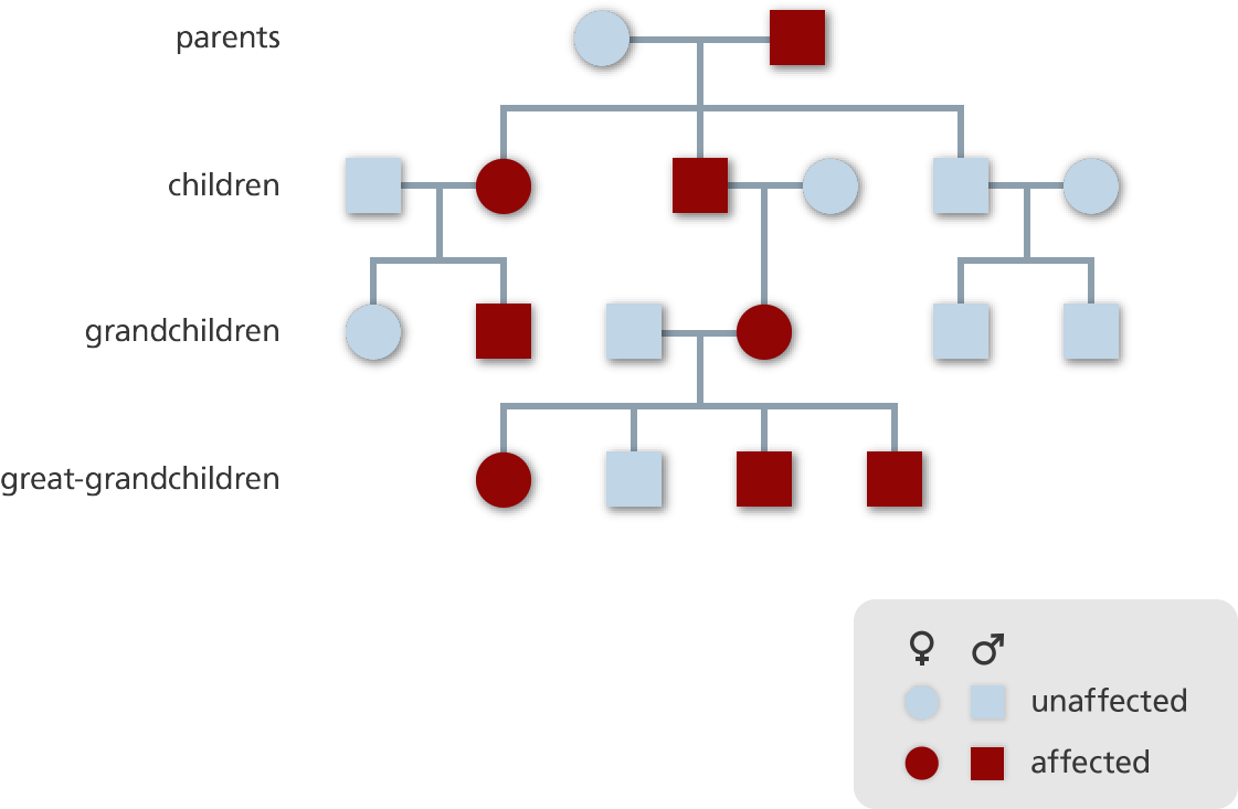 Pedigree Diagram Showing The Inheritance Pattern Of - Family Tree (1200x804), Png Download