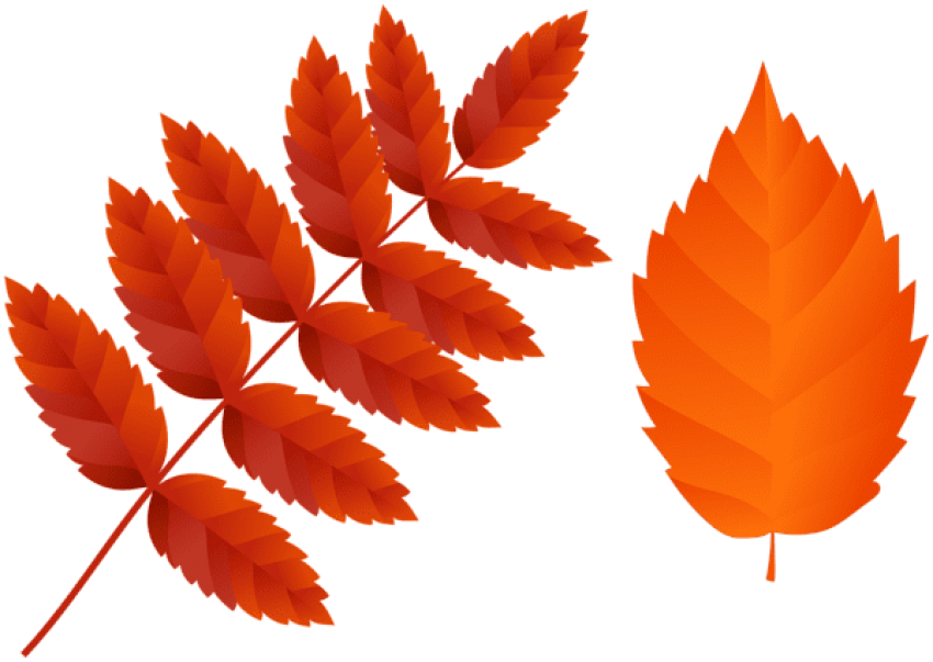 Free Png Two Dark Orange Fall Leaves Png Images Transparent - Orange Fall Leaves Clipart (850x603), Png Download