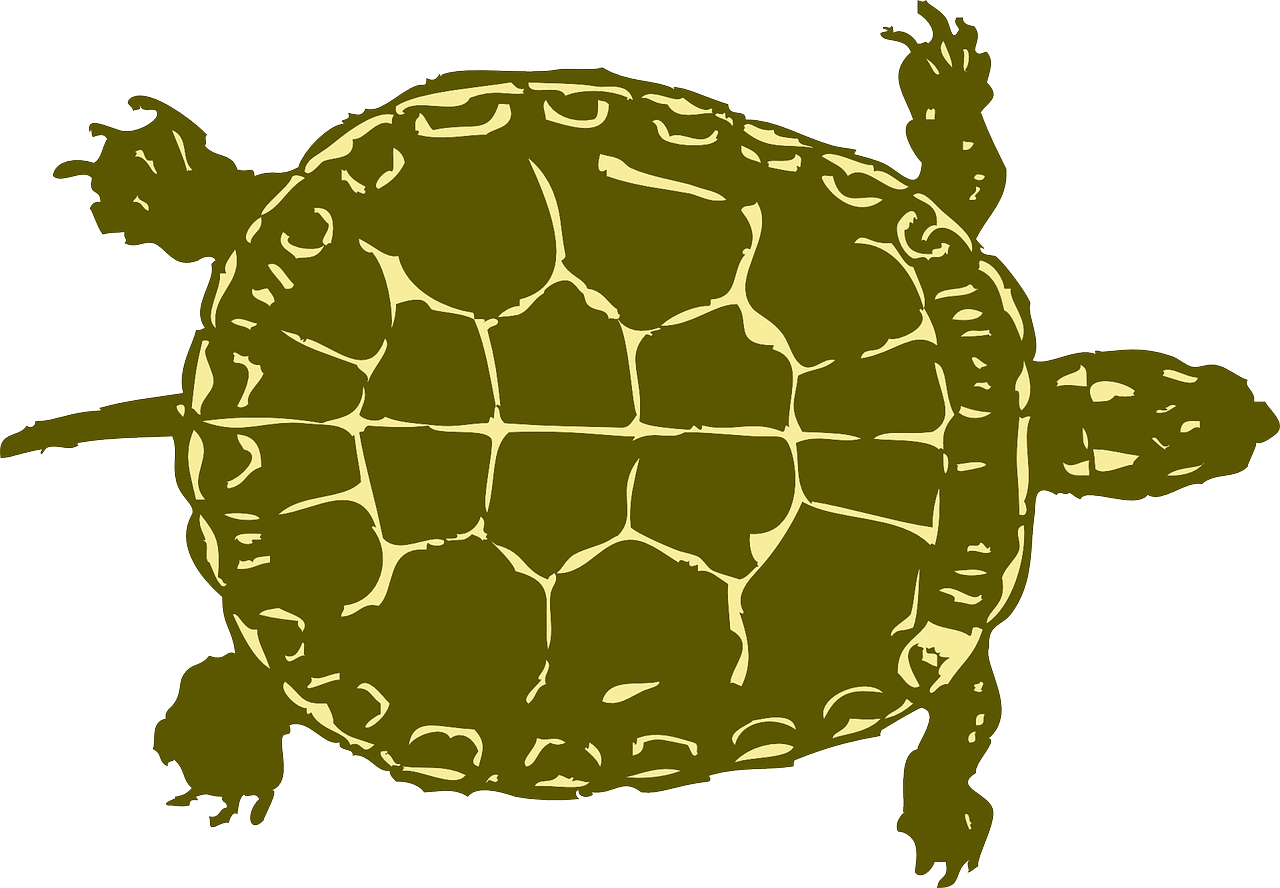 Turtle Tank Size Calculator - Green Turtle Shower Curtain (1280x888), Png Download