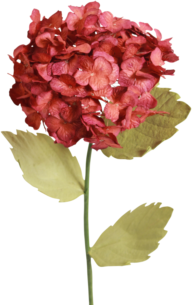 Antique Orange Hydrangeas - Antique (1024x1536), Png Download