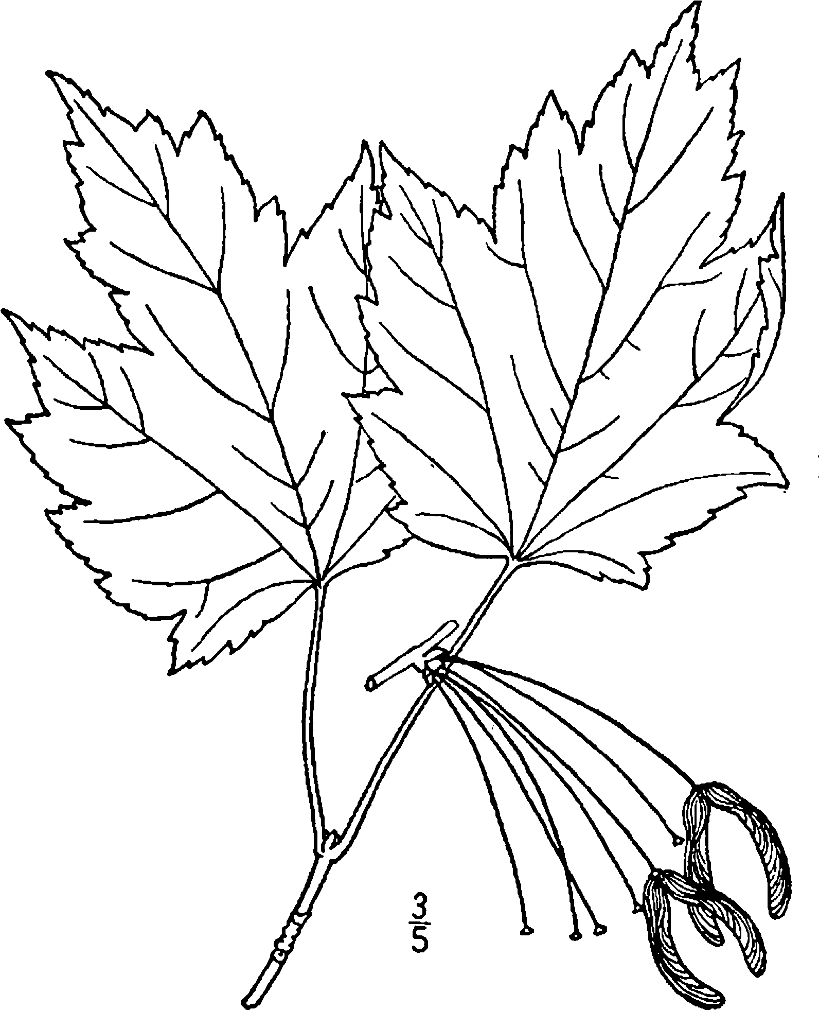 Acer Rubrum Rubrum Drawing - Drawing (1633x2000), Png Download