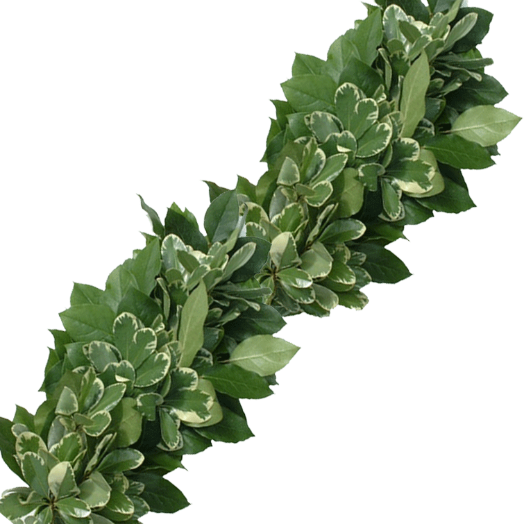 Fresh Salal Variegated Pittosporum Garland Wreaths - Variegated Pittosporum Garland (755x755), Png Download