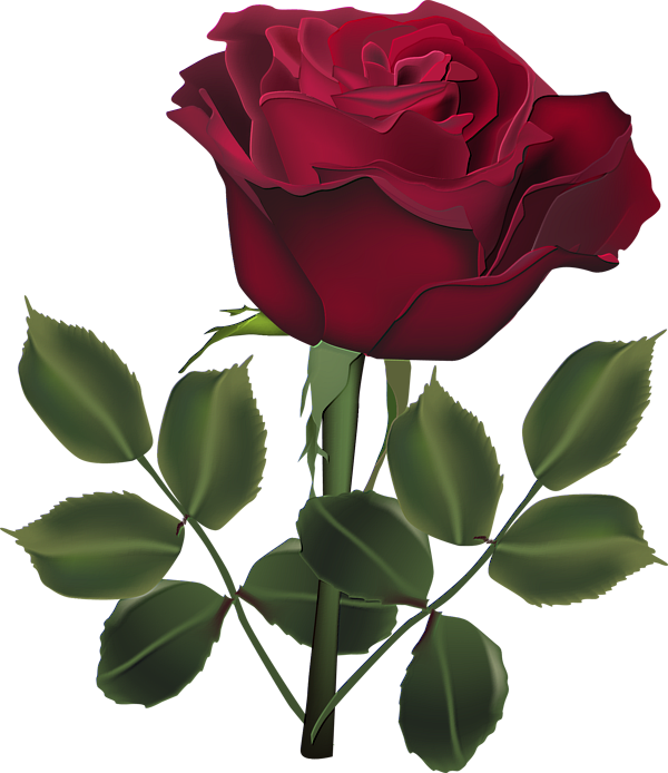 Red Rose Png, Dark Red Roses, Beautiful Roses, Clip - Dark Red Rose Flower (600x694), Png Download