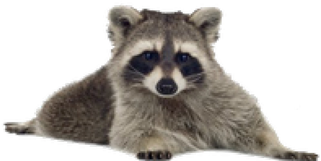 Small Raccoon (640x480), Png Download