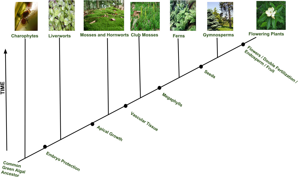 Evolution Of Plant Diversity - Flowering Plants Evolution (1280x958), Png Download