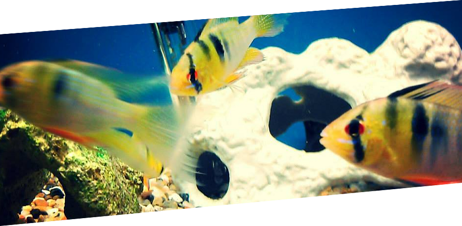 Call Or Visit World Of Wet Pets Tropical Fish Today - World Of Wet Pets (941x460), Png Download