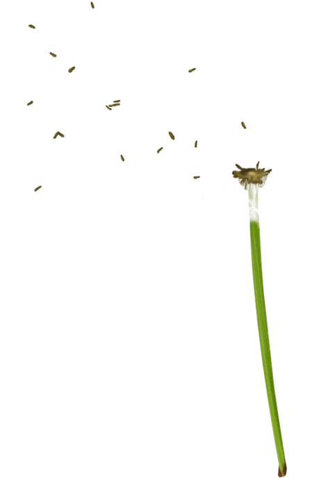 Free Png Dandelion Png Images Transparent - Portable Network Graphics (480x725), Png Download