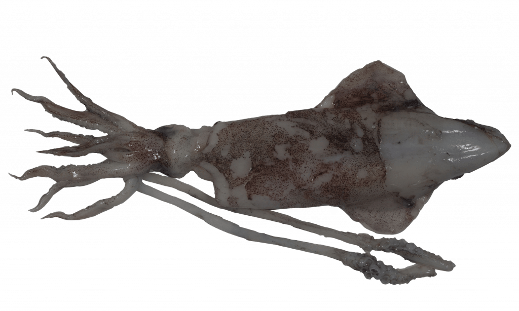 European Squid - Carrot (1024x614), Png Download