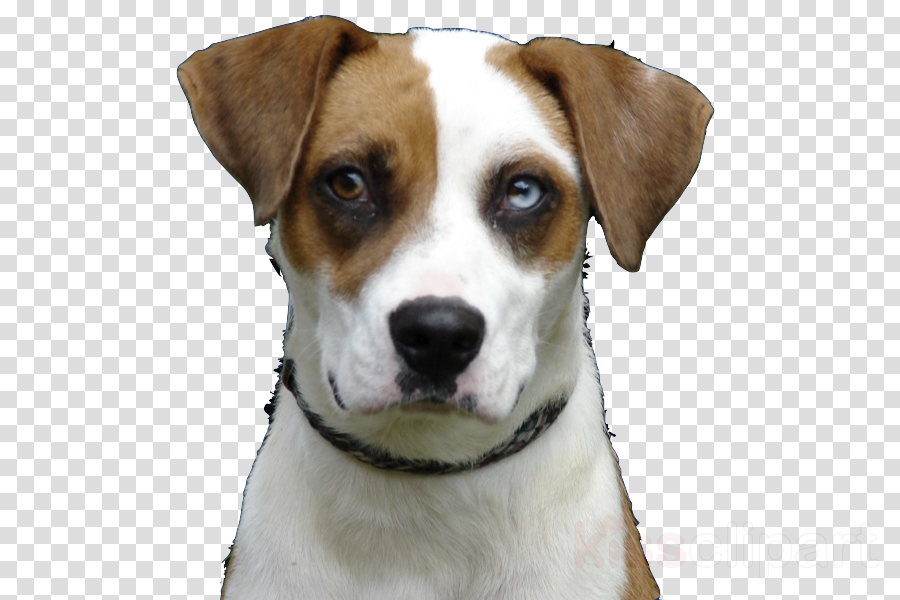 Cherokee County Animal Shelter Clipart English Foxhound - Happy Diwali Hd Png (900x600), Png Download