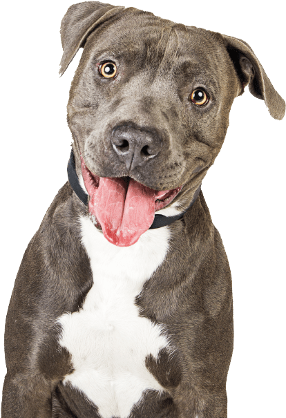 Day Care Mckee's Pet Place - Own Shit Dog Food (829x663), Png Download