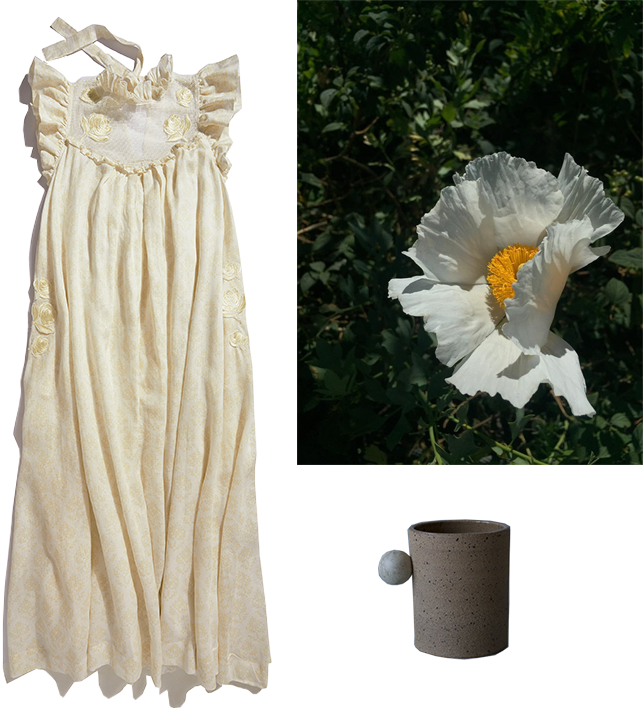 Tree Poppy (643x710), Png Download