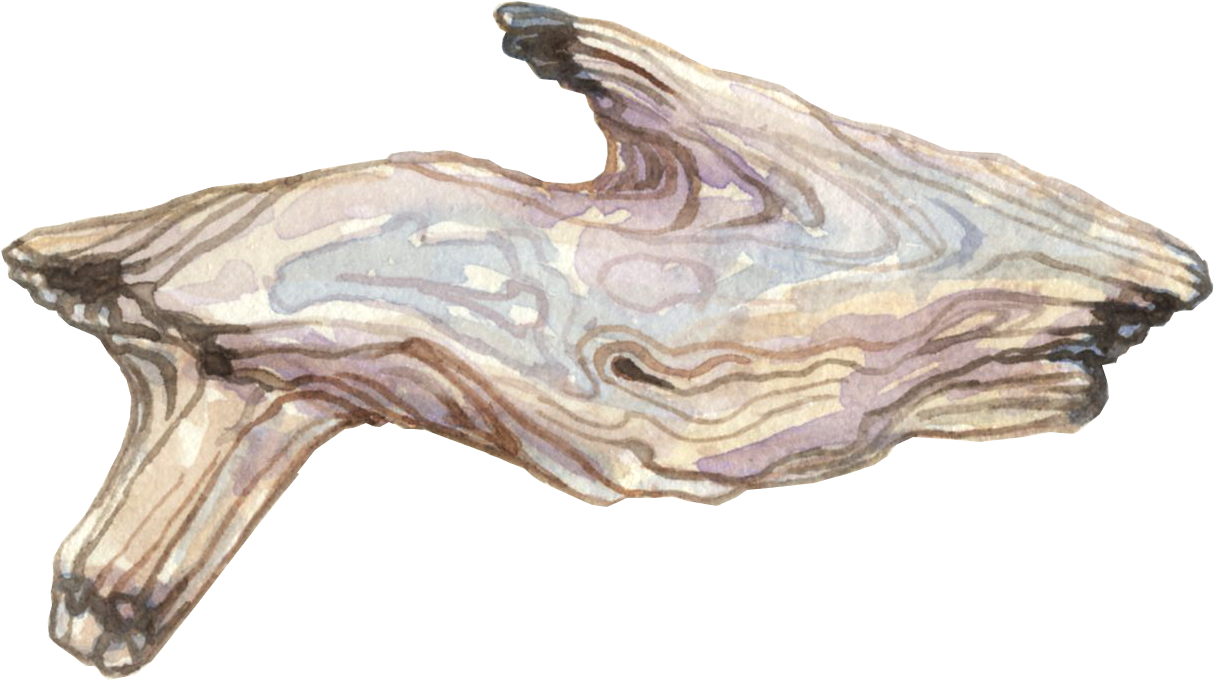 Pages - Driftwood (1296x952), Png Download