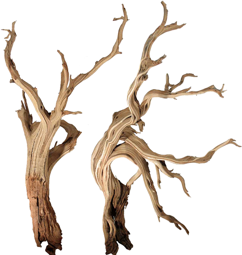 Bonsai Driftwood Canada - Driftwood For Aquarium (500x500), Png Download