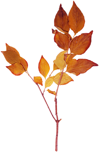 Осенние Кусты, Трава, Деревья, Ветки - Ветки Осенних Деревьев (325x500), Png Download