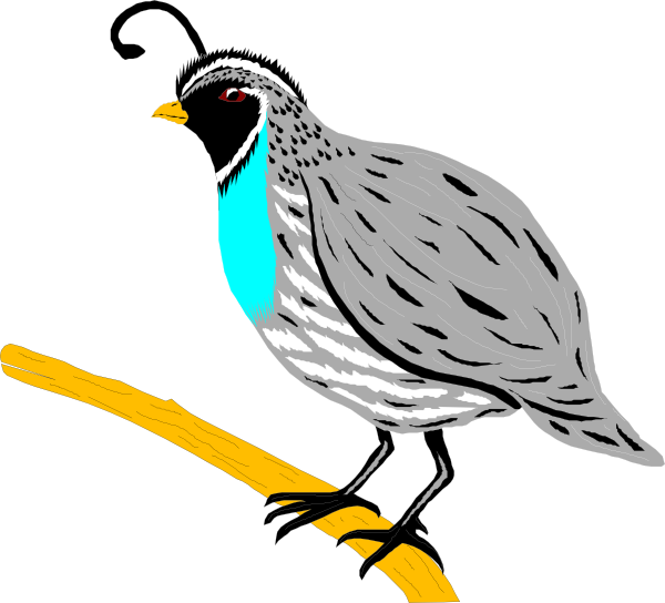 Mockingbird Clipart Hostted - Quail Clipart Png (600x544), Png Download