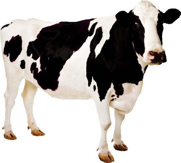 Palmira La Vaca - Imagen De Animales Vaca (685x600), Png Download