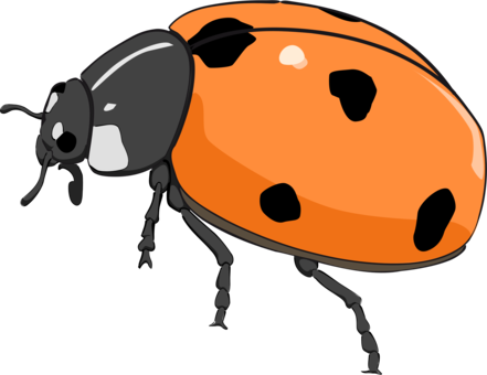 Beetle Orange Seven-spot Ladybird Drawing Red - Orange Lady Bug Clip Art (441x340), Png Download