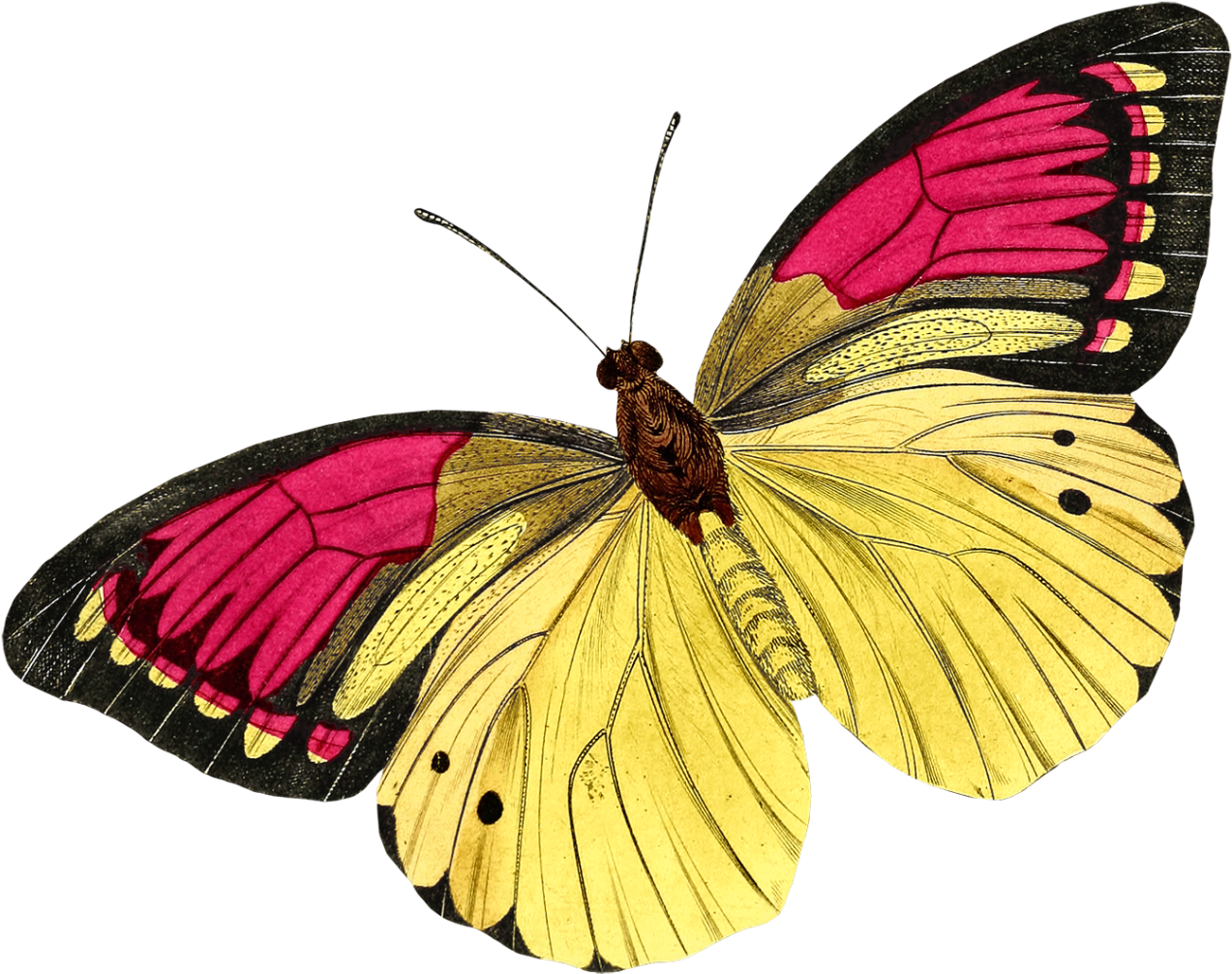 0 105737 Ac315071 Orig Butterfly Drawing, Butterfly - Buyenlarge 'european Butterflies And Moths' By James (1280x1014), Png Download