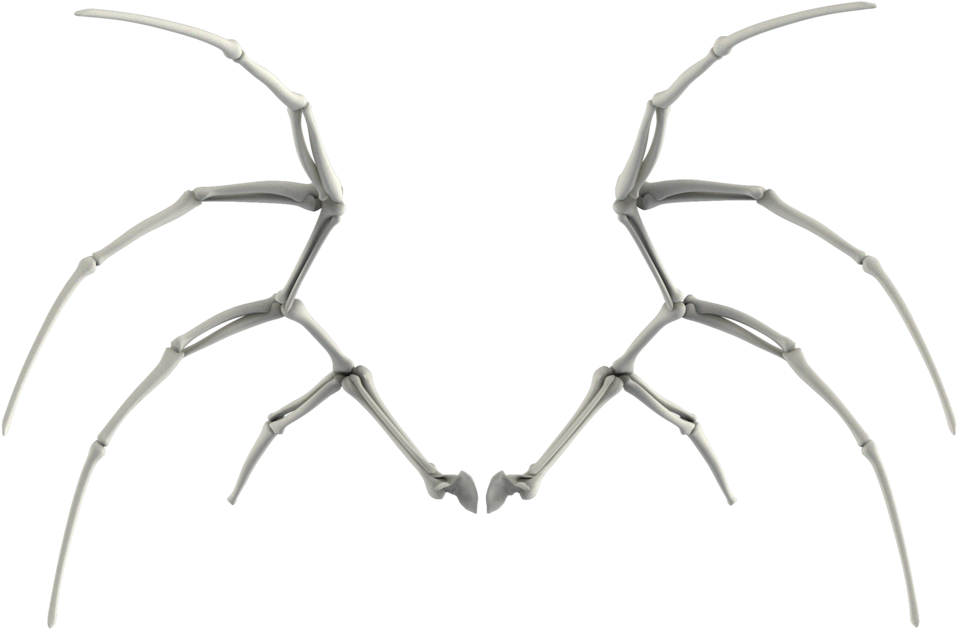 Fornicarás Critical Role Campaign 2, Paranormal, Skull - Drawing Bone Angel Wings (1024x673), Png Download