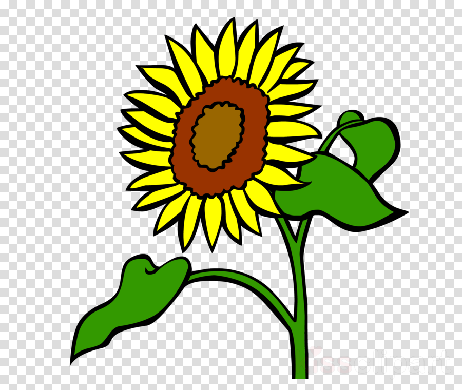 Sunflower Clipart Common Sunflower Clip Art - Clip Art (900x760), Png Download