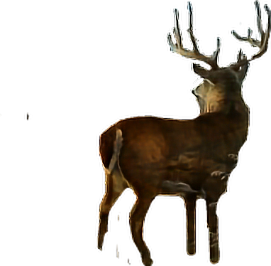 Sticker Deer Buck Antlers Animal Freetoedit - Deer (382x374), Png Download