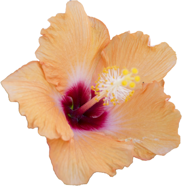 Hibiscus Flowers Png - Rosemallows (1024x681), Png Download