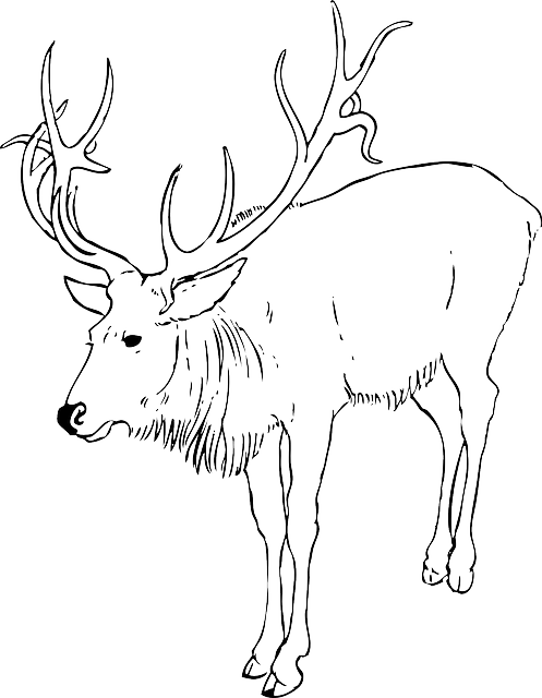 Christmas, Reindeer, Animal, Stag, Antlers, Animals - Reindeer Clip Art Black And White (497x640), Png Download