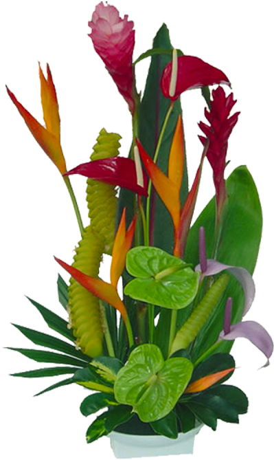 Tropical Flowers Florida Landscaping 20710 Tropical - Tropical Flowers Jungle Clipart (800x800), Png Download