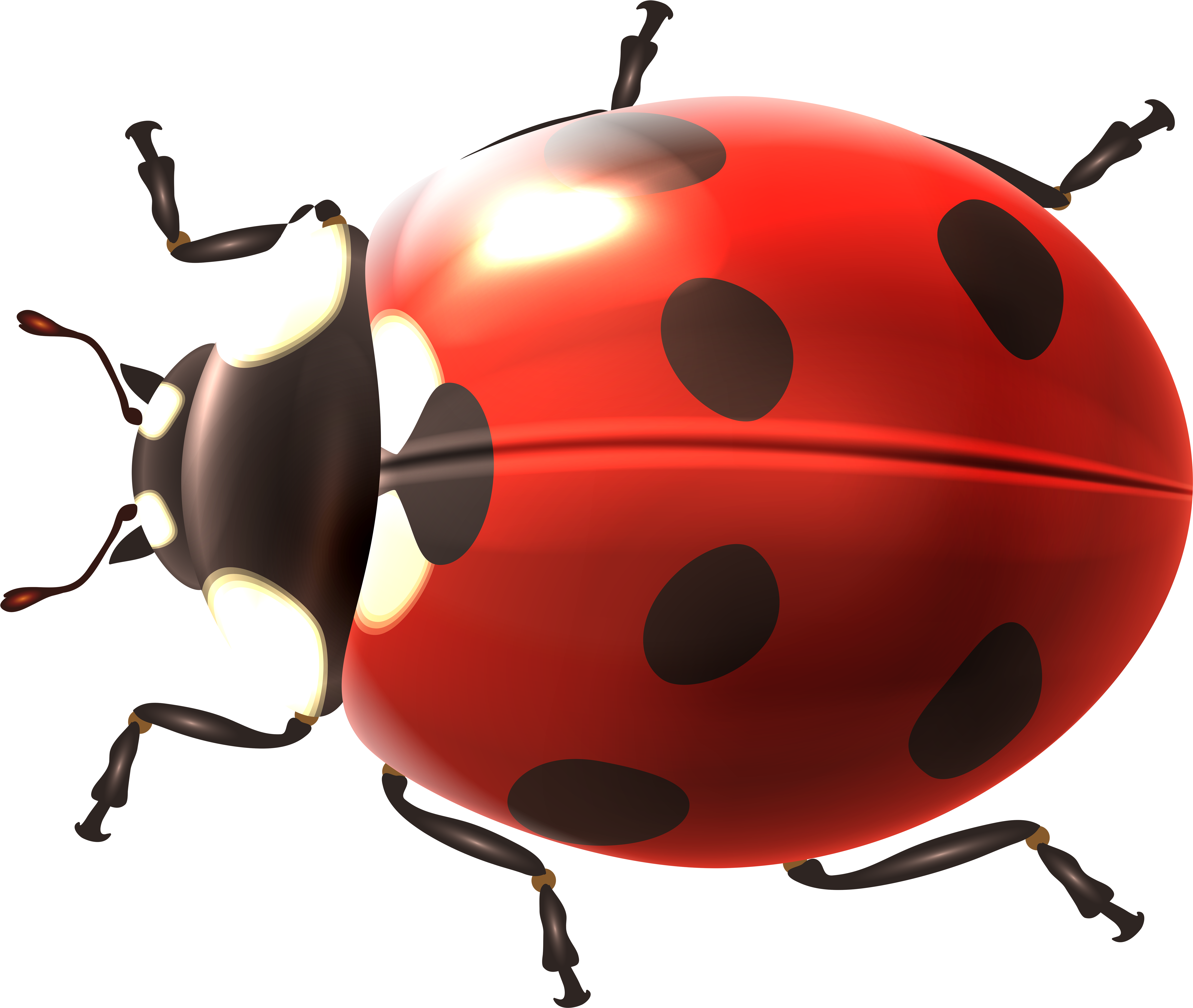 Lady Bug Png (8000x6775), Png Download