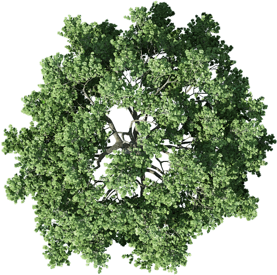 Download Tree Top View Png - Mango Tree Top View - HD Transparent PNG