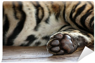 Paw (400x400), Png Download