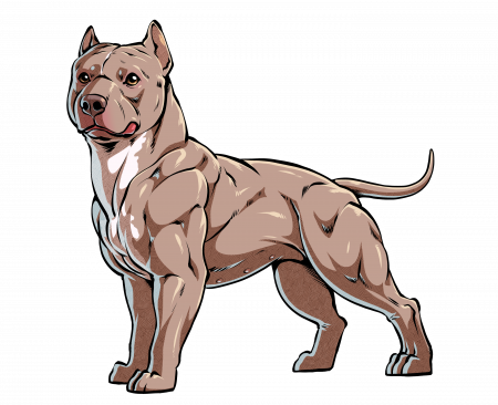 Pitbull Drawing - Pitbull Transparent (450x366), Png Download