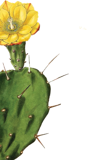 Garden 0001s 0001 Layer-6 - Giclee Painting: Drake's One-spined Opuntia Or Drooping (303x558), Png Download