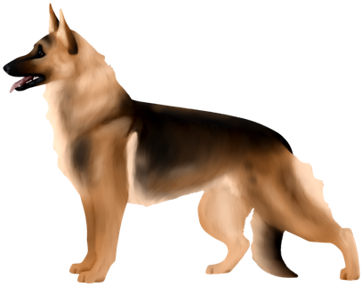 German Shepherds - Old German Shepherd Dog (439x350), Png Download