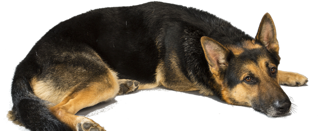 Understanding The Advantages Of Owning A Black German - Love German Shepherd Dogs (620x350), Png Download