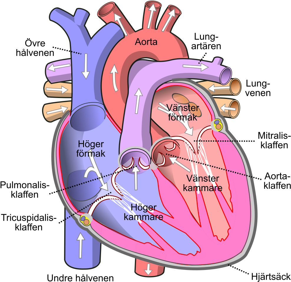 1,024 Pixels - Легочный Ствол (1055x1024), Png Download