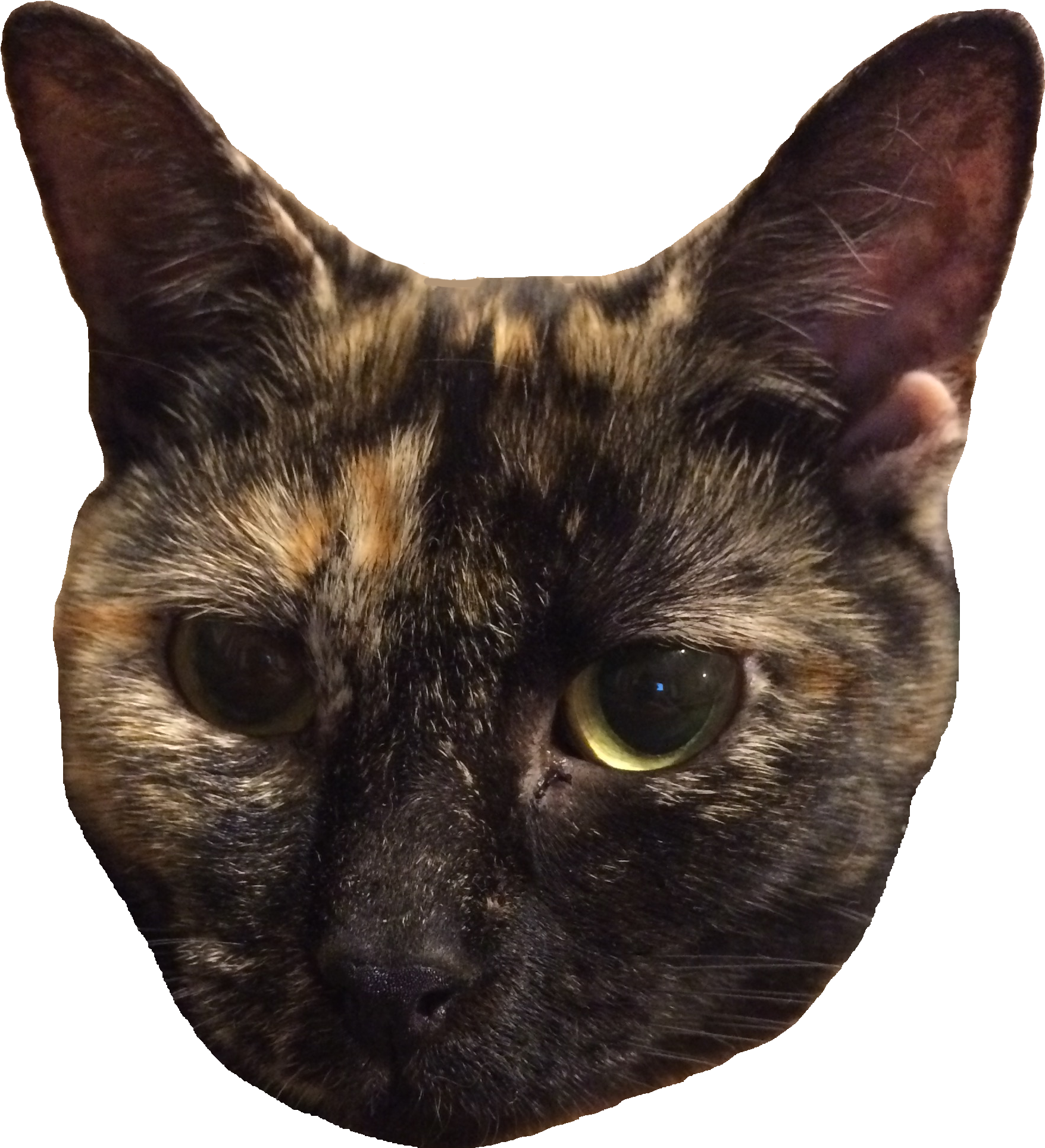 Vanessa Head (1891x2027), Png Download
