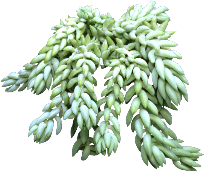Does Mom Like Plants But Doesn't Have The Time To Water - Donkeys Tail Plant Png (688x577), Png Download