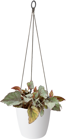 Home > Collection > Brussels Hanging Basket - Elho Loft Urban Hanging Basket 20cm Anthracite (750x750), Png Download