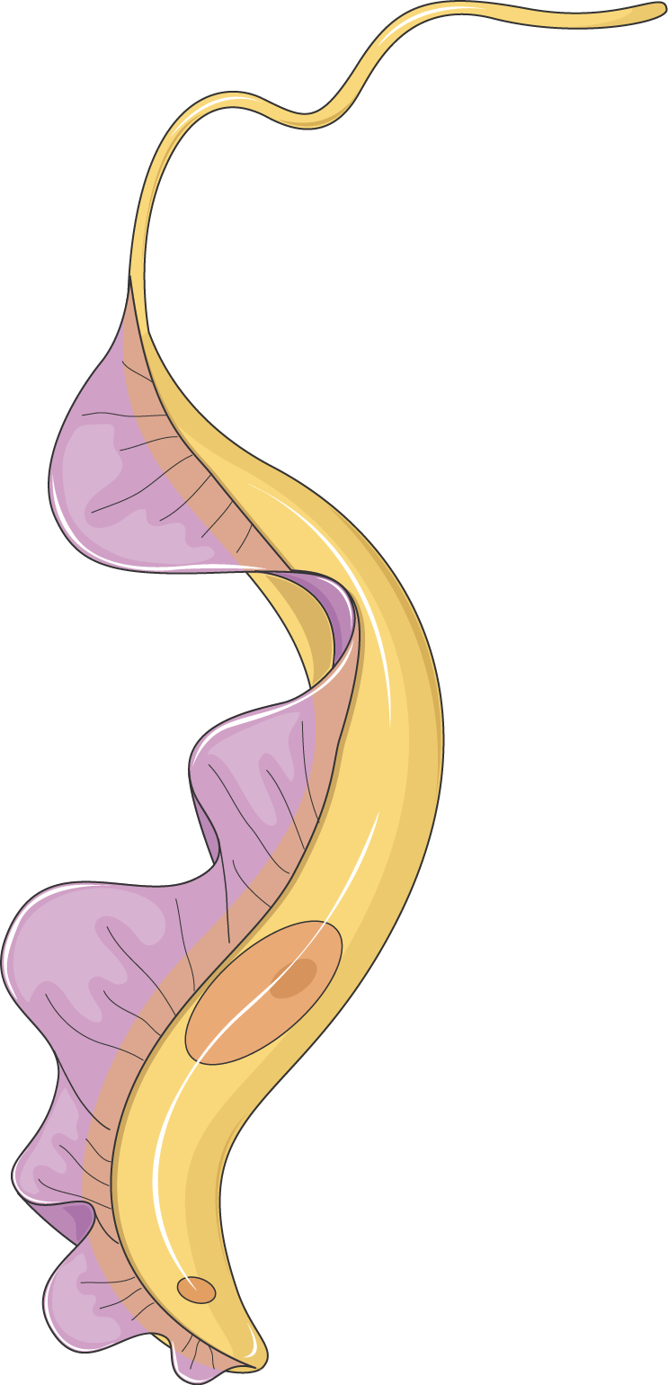 Trypanosome - Trypanosoma Png (743x1540), Png Download