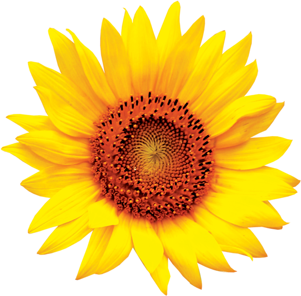 Colourful Sunflower Logo - Sun Flower Png (600x600), Png Download