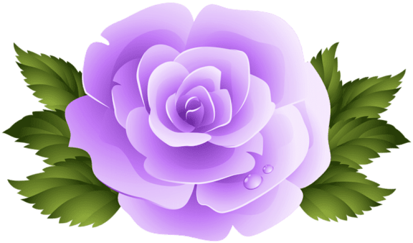 Free Png Purple Rose Png Images Transparent - Purple Rose Clip Art (850x502), Png Download