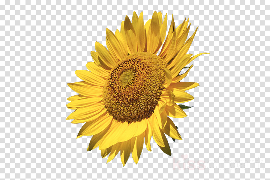 Sunflower Png Clipart Common Sunflower Clip Art - Sunflowers Calendar 2018: 16 Month Calendar (900x600), Png Download