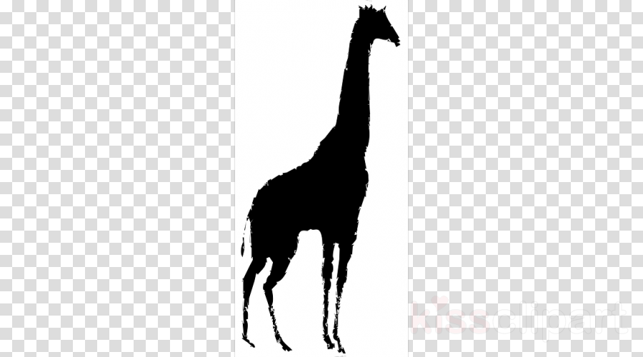 Name Clipart Name Animal Llama - Clip Art (900x500), Png Download