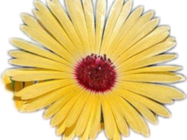 Yellow Flower Clipart Tumblr Transparent - Clip Art (640x480), Png Download