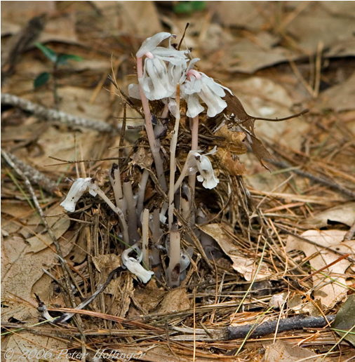 Agaric (775x515), Png Download